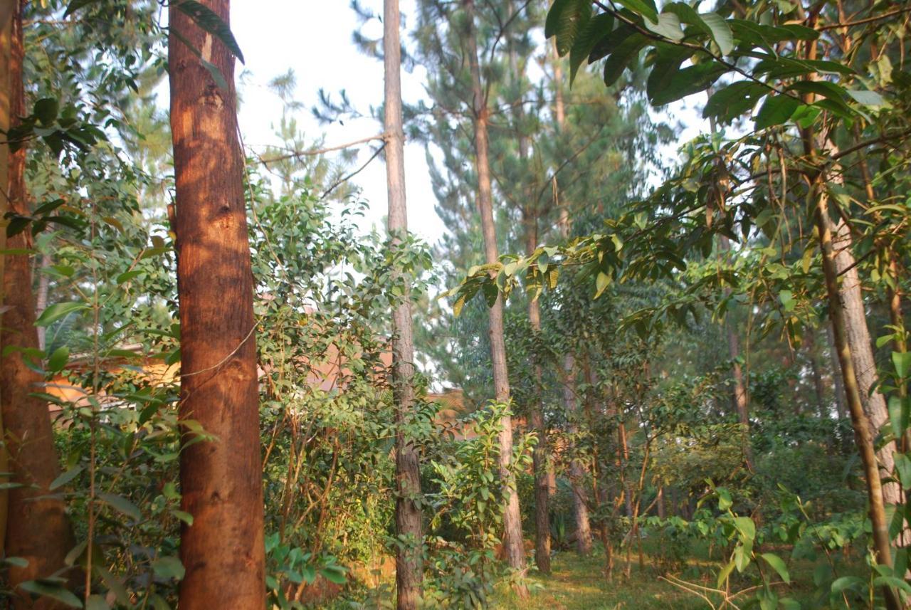 Saltek Forest Cottages Masindi Exterior foto